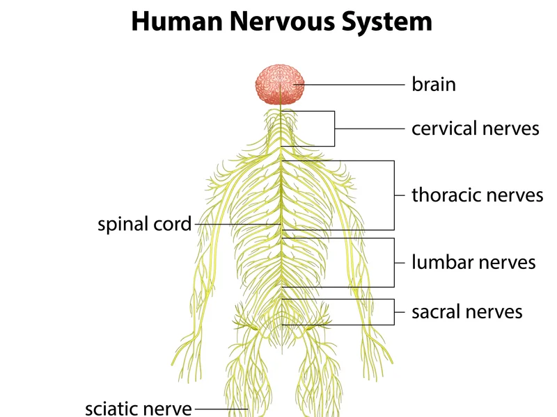 How Alma Sana Chiropractic Studio treats vertigo & dizziness in Tucson